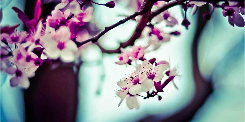 从实验室到田间:揭秘中国种子认证体系如何守护农业‘芯片’安全