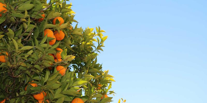 从田间到指尖：小小种子包装如何用智能标签撬动千亿农业服务市场