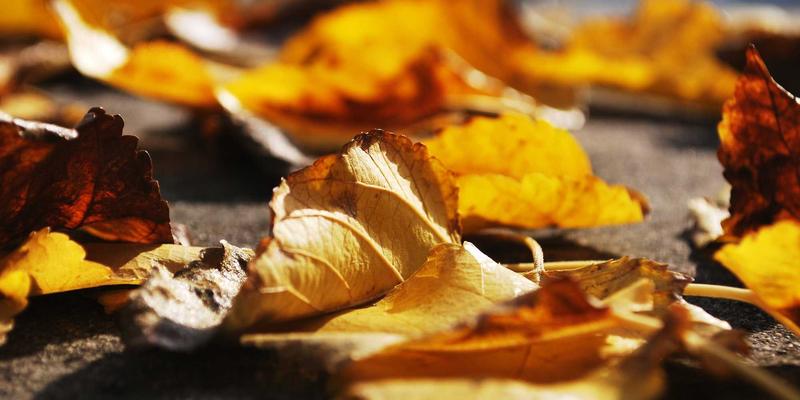 从“芯”出发：中国蔬菜种子国产替代的破局之路与市场突围策略